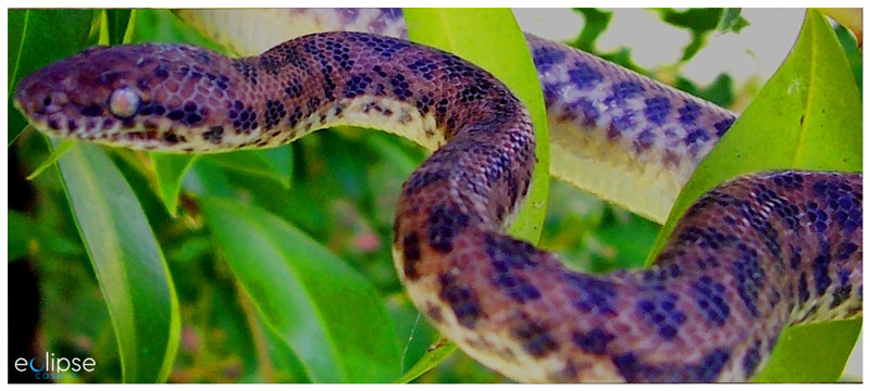 Snake on the leafs